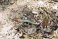 Skink