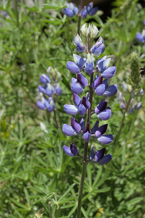 Lupine