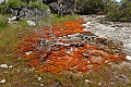Stonecrop