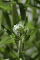 Torrey's Cryptantha (Cryptantha torreyana)