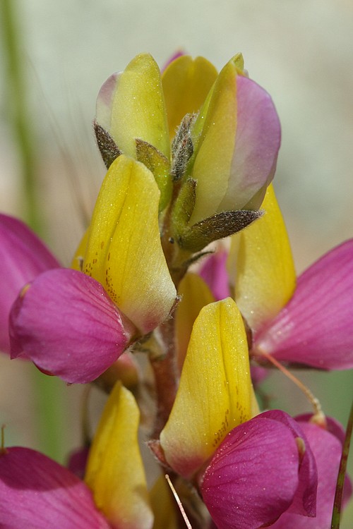 Harlequin Lupine (Lupinus stiversii)