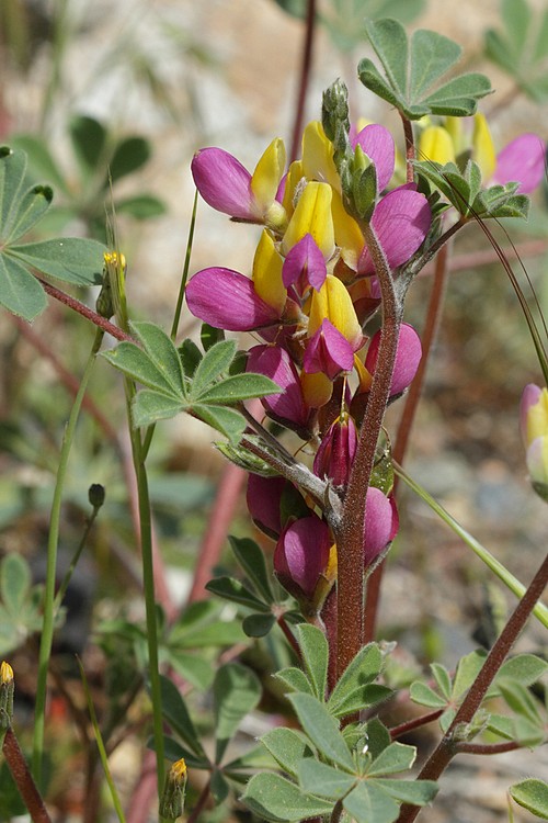 Harlequin Lupine (Lupinus stiversii)