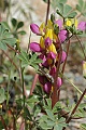 Harlequin Lupine (Lupinus stiversii)