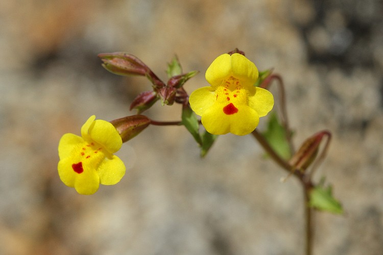 Monkeyflower