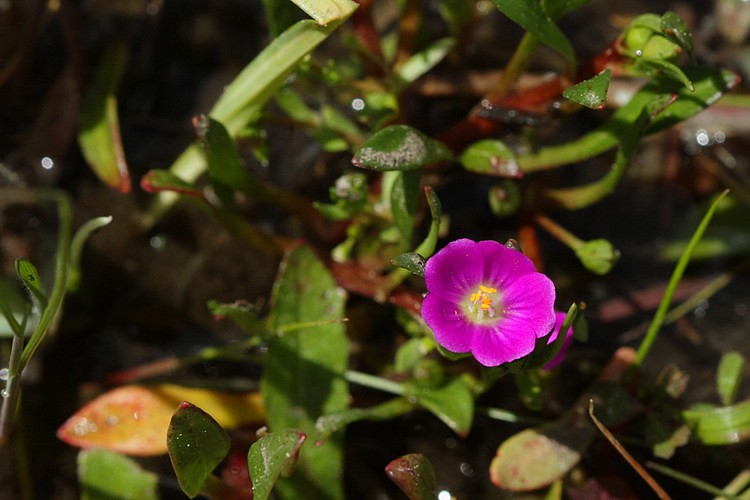 Red Maids