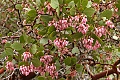 Manzanita blossoms