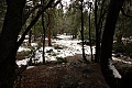 Snowy forest