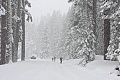 Glacier Point Road