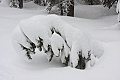 Snow-covered red fir