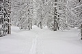 Dewey Point Meadow Trail