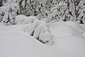 Snow-covered red fir