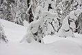 Snow-covered red fir