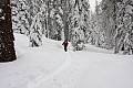 Skiers on the Dewey Point Meadow Trail