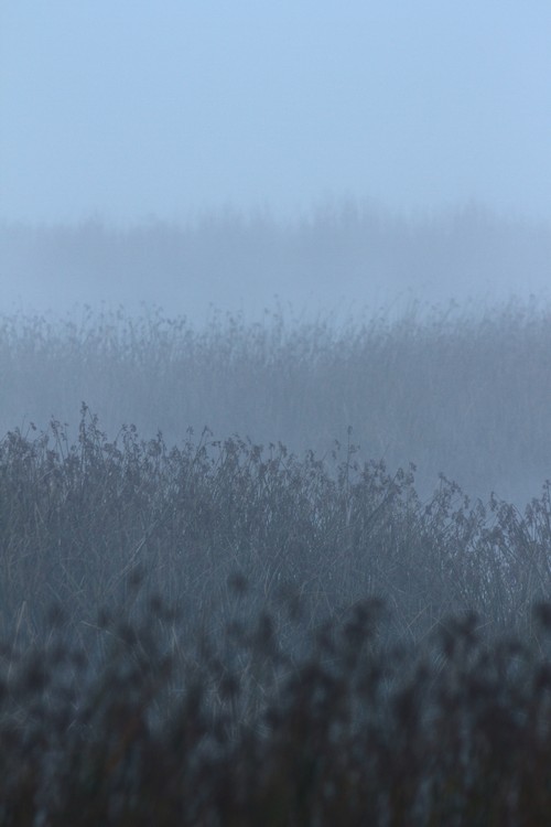 Tule fog