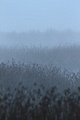 Tule fog