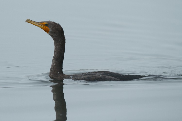 Cormorant