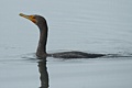 Cormorant