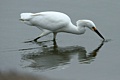 Snowy egret