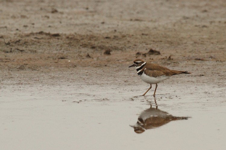 Killdeer (Charadrius vociferus)