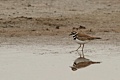 Killdeer (Charadrius vociferus)