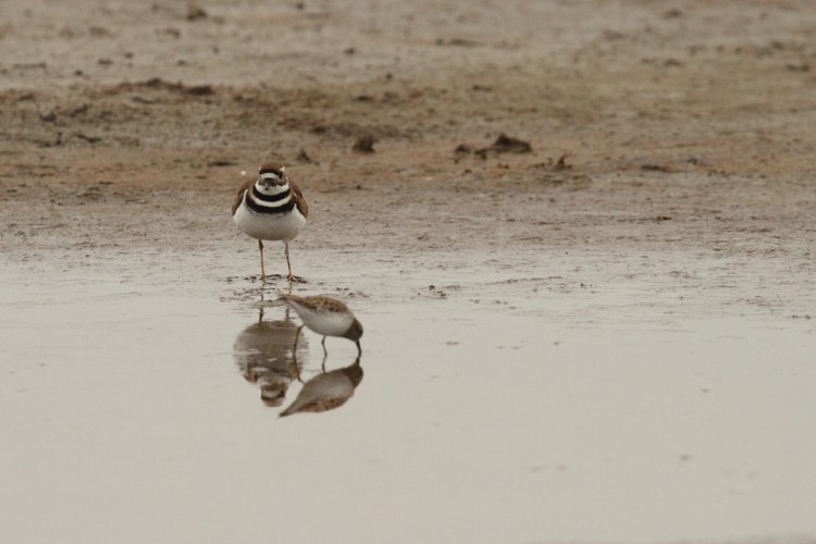 Killdeer and sandpiper