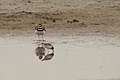 Killdeer and sandpiper