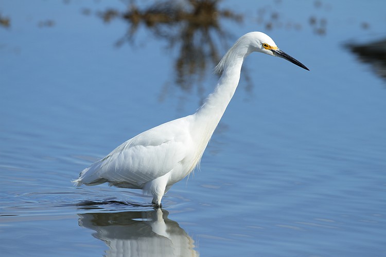 Snowy egret
