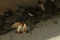 Cliff Swallow