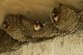 Cliff Swallow