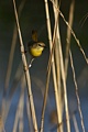 Common Yellowthroat