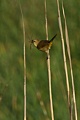 Common Yellowthroat