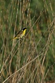 Common Yellowthroat