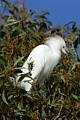 Snowy Egret