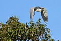 Black-crowned Night Heron