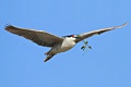 Black-crowned Night Heron