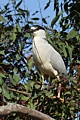 Black-crowned Night Heron