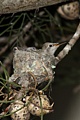 Annas Hummingbirds