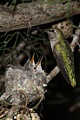 Annas Hummingbirds