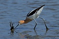 American Avocet