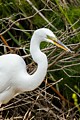 Great Egret catches prey