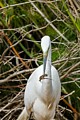 Great Egret catches prey