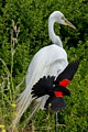 Red-winged Blackbird mobs Great Egret