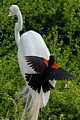 Red-winged Blackbird mobs Great Egret