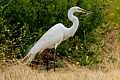 Great Egret catches prey