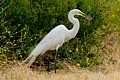 Great Egret catches prey