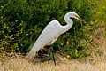 Great Egret catches prey