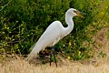 Great Egret catches prey