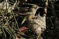 Annas hummingbirds
