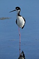 Black-necked Stilt (adult)