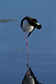 Black-necked Stilt (adult)